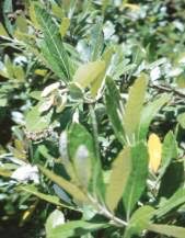 Image result for Brachylaena huillensis