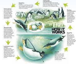 Life cycle of an emperor penguin. The Life Cycle Of Gentoo Penguins