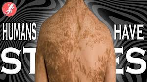 Photos Show How Cats See The World Compared To Humans - Business Insider