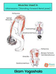 Muscles Used In Uttanasana Standing Forward Bend Yoga Follow Ekamyogashala Yogaanatomy Yogapose Posture Yoga Anatomy Bend Yoga Yoga Teacher Training