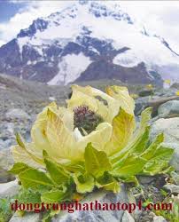 Mua máy cũ giá rẻ tiết kiệm từ 14% tại thế giới di động. Thien SÆ¡n Tuyáº¿t Lien 7 NÄƒm Má»›i Ná»Ÿ Hoa TÄƒng Sinh Lá»±c 100 Triá»‡u Kg Ä'Æ°á»£c Má»‡nh D Thiá»n Khi Cong