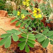 Image result for Senna italica