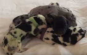 Read on to learn more about each mix, and which one could be the perfect. How Did Golden Retriever Give Birth To Green Puppy What Is Rare Condition That Caused It Nature News Express Co Uk