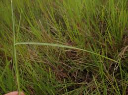 Image result for Scleria distans