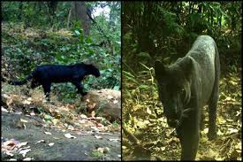 Rare Moment For Odisha First Black Panther Spotted In Sundargarh Forest The Financial Express