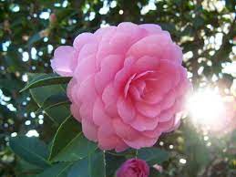 Camellia Flower Garden Camellia Camellia Flower Flowers Beautiful Flowers