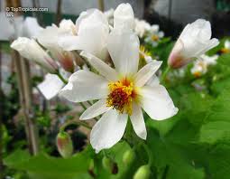 Image result for Sparrmannia africana
