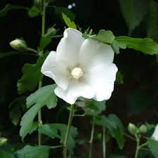 Rose of Sharon
