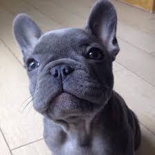 French bulldog information, how long do they live, height and weight, do they shed, personality traits, how much do they cost, common health issues. Blue Nose French Bulldog Google Search Cute Animals Cute Baby Animals Bulldog Puppies