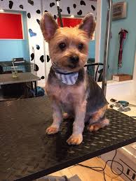 Super Short Yorkie Haircut Google Search Yorkiepuppyorlando Yorkie Dogs Yorkie Terrier Yorkie