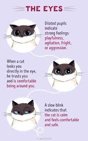 How To Find A Common Language With Your Cat We Love Cats And Kittens Cat Language Cat Infographic Cat Care