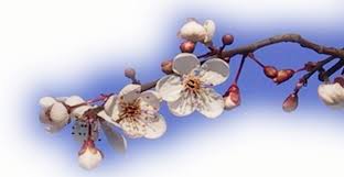 Se hai intenzione di usare una di queste immagini per scopo commerciale. Fiore D Inverno Home Facebook