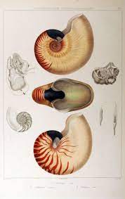 Illustrations Conchyliologiques Ou Description Et Figures De Toutes Les Coquilles Connues Vivantes Et Fossiles Classee Coquillage Dessin Fossiles Dessin Shell