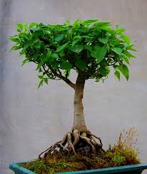 Fatalii S Empire Bonsai Chiles Bonchi