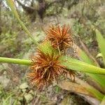 Image result for Rhynchospora holoschoenoides