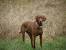 German Hunting Dog Drahthaar