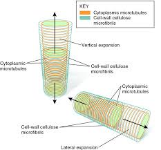 Cell walls are made up of carbohydrates such as cellulose, hemicellulose, and pectin and a complex organic polymer called lignin. The Direction Of Plant Cell Expansion Is Controlled By Microfibrils And Microtubules Plant Cells En Biology Forums Gallery