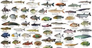 Paling umum sebagai salah satu ikan yang paling gampang dipelihara. Mengenal Jenis Jenis Ikan Secara Umum