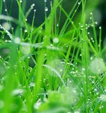 Wet Grass Grass Wallpaper Rain Drops Grass