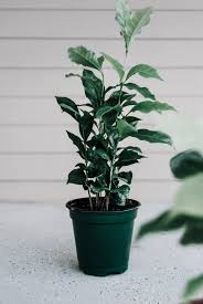 Coffee Tree Coffea Arabica Plant Care Houseplant House Plant Care Plants