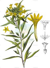 Image result for Polemoniaceae