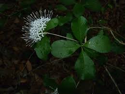 Image result for Pavetta mocambicensis