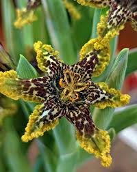 Image result for Ferraria
