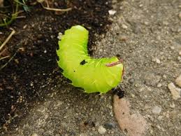 Maybe you would like to learn more about one of these? How To Get Rid Of Loopers On Mint Natural Home Remedies For Caterpillars Bugwiz