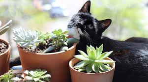 Their size does not correlate with their relax, humans: Are Succulents Poisonous To Cats Are They Toxic For Cats