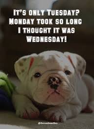 Dec 23, 2020 · baddie quotes about the power of a selfie. 100 Funny Tuesday Memes Pictures Images For Motivation Funny Animal Quotes Animal Quotes Funny Relatable Memes