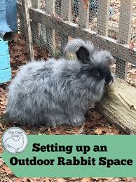 There aren't a lot of rabbit toys on the. Setting Up An Outdoor Rabbit Space The Cape Coop