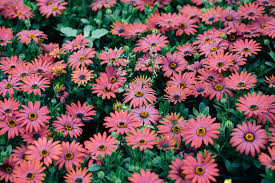 Birthday, love and romance, sympathy, get well, congratulations 40 Different Types Of Daisies And What They Look Like Plantsnap