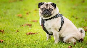 best harnesses for pugs ratings reviews top picks