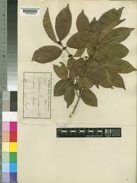 Image result for Combretum schumannii