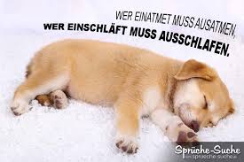 Maybe you would like to learn more about one of these? Hunde Bilder Spruche Lustig