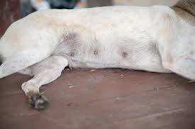 Image result for cuterebriasis in dogs