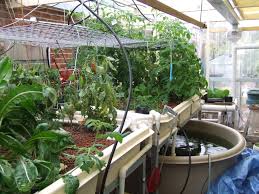 Home Grown Aquaponics