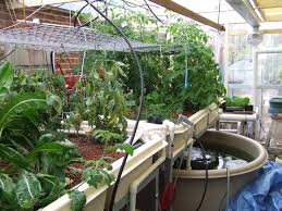 Rob torcellini bought a $700 greenhouse kit to grow more vegetables in his backyard. Home Grown Aquaponics