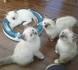 Birman Kittens for Sale - Adoptapet