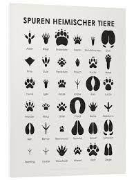 Tierspuren spuren abdruck schnee sand spur winter fußspuren fußabdruck tierspur. Iris Luckhaus Spuren Heimischer Tiere Tierspuren Tiere Illustration Design