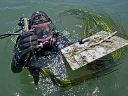 Image result for Alectra bainesii