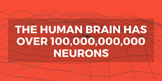 We found the jobs that most neuroscience majors prefer by examining millions of job listings and 3,516 neuroscience major resumes. What Can I Do With A Neuroscience Degree Degreequery Com