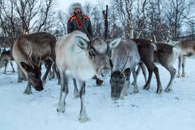 Weitere ideen zu finnland, reisen, landschaft. Finnland Diese Funf Aktivitaten Machen Den Winter Zum Erlebnis Geo