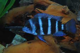 cyphotilapia frontosa blue zaire moba african cichlids cichlids cichlid aquarium