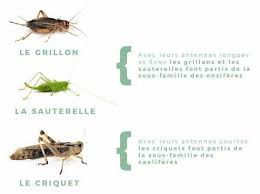 Grillon Criquet Sauterelle Criquet Grillon Sauterelle