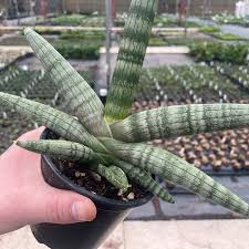 Image result for Sansevieria