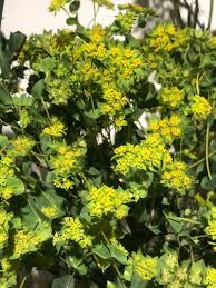 Image result for Bupleurum rotundifolium