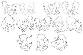 Spyronite S Art Journey Art Blogs Forums Cubebrush Ready to thrust into the next lesson of the anatomy of the pelvis? spyronite s art journey art blogs
