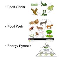 The grass is eaten by a grasshopper; Interpreting Food Webs Energy Diagrams Food Chain Shows