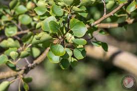 Image result for Salicaceae